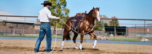 Lessons-Learned-with-Ian-Francis_How-to-Make-Small-Daily-Improvements-with-Your-Horse